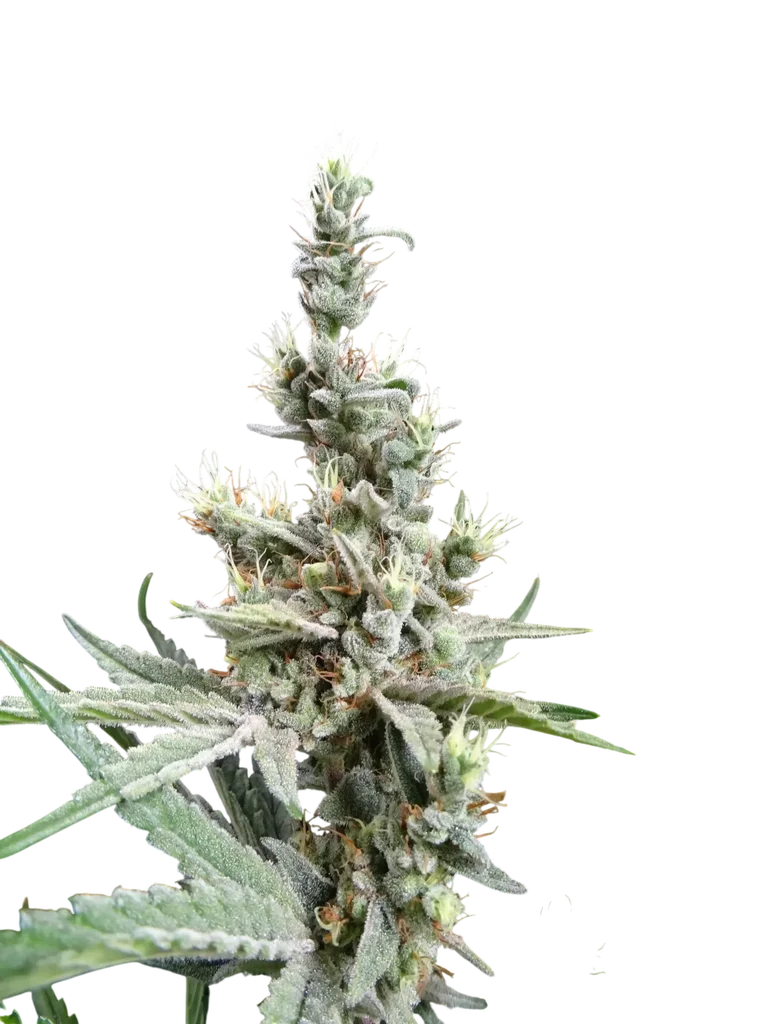 NL5 x Haze – Produktansicht