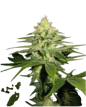 NL5 x Skunk | PHOTOREG | Mr. Nice Seedbank