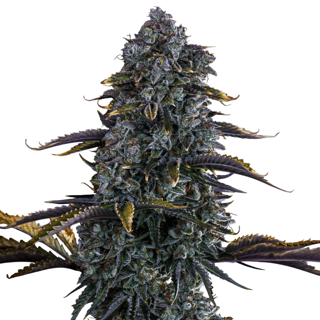 Northern Cheese Haze Auto – Produktansicht