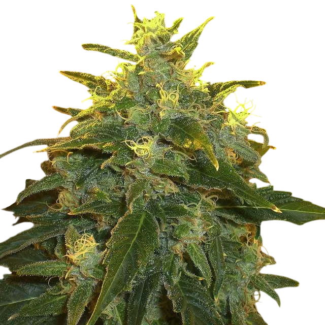 Northern Light – Produktansicht