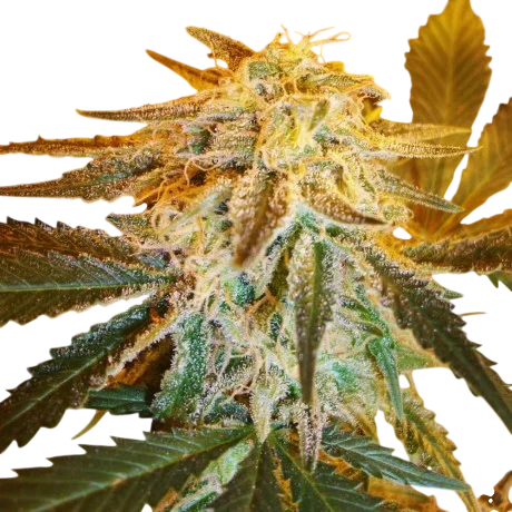 Northern Light Auto
