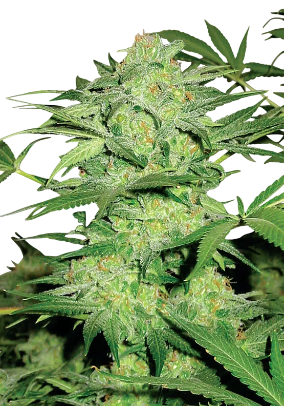 Northern Light – Produktansicht