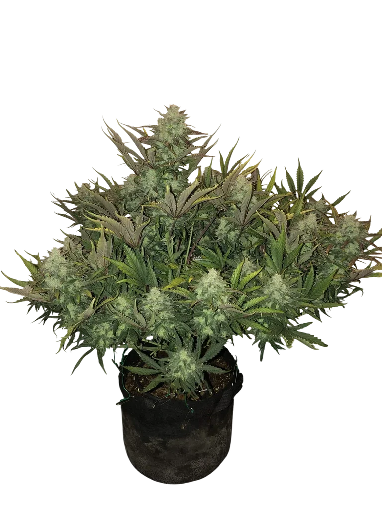 Gorilla Auto – Produktansicht