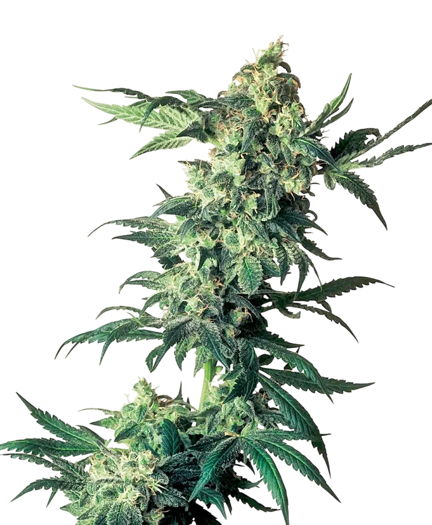 Northern Lights | PHOTOREG | Sensi Seeds