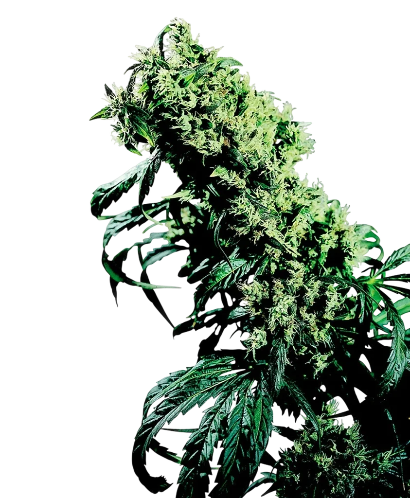 Northern Lights #5 x Haze – Produktansicht
