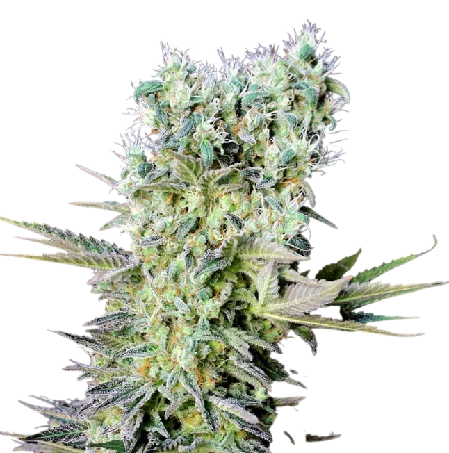 Northern Lights X – Produktansicht