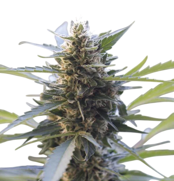 Northern Lights x Skunk – Produktansicht