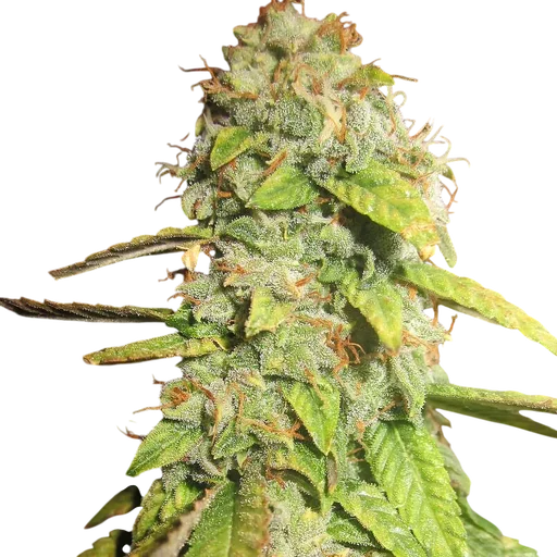 Notorious OG
