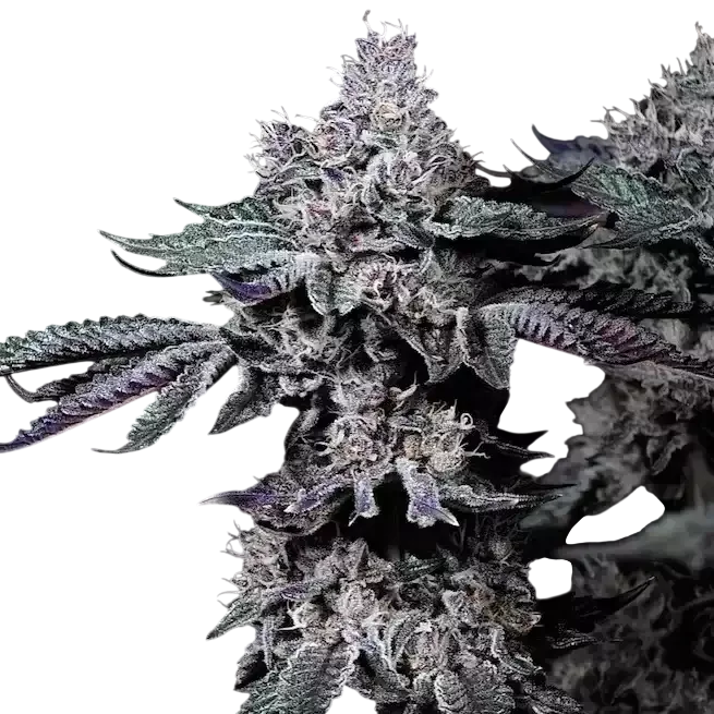 Nuggz R1 – Produktansicht