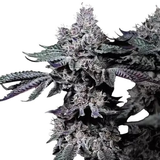 Nuggz R1