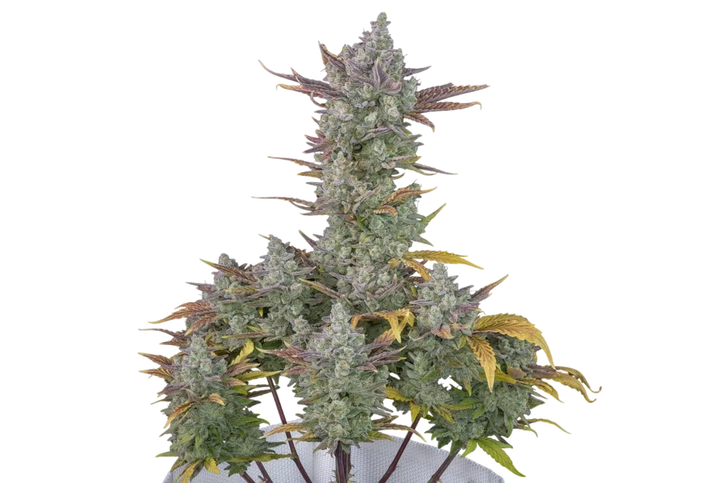 Gorilla Cookies Auto – Produktansicht