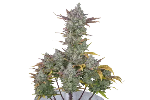 Gorilla Cookies Auto
