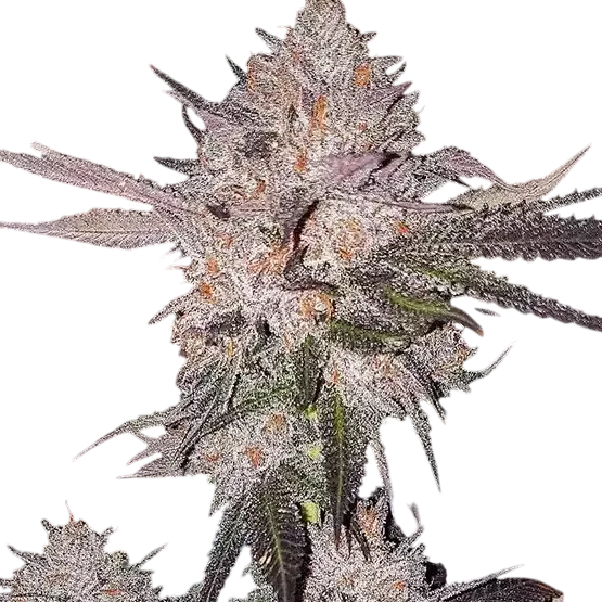 OG Kush Auto | AUTOFEM | Ethos Genetics