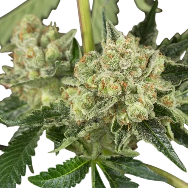 OG Kush Auto – Produktansicht