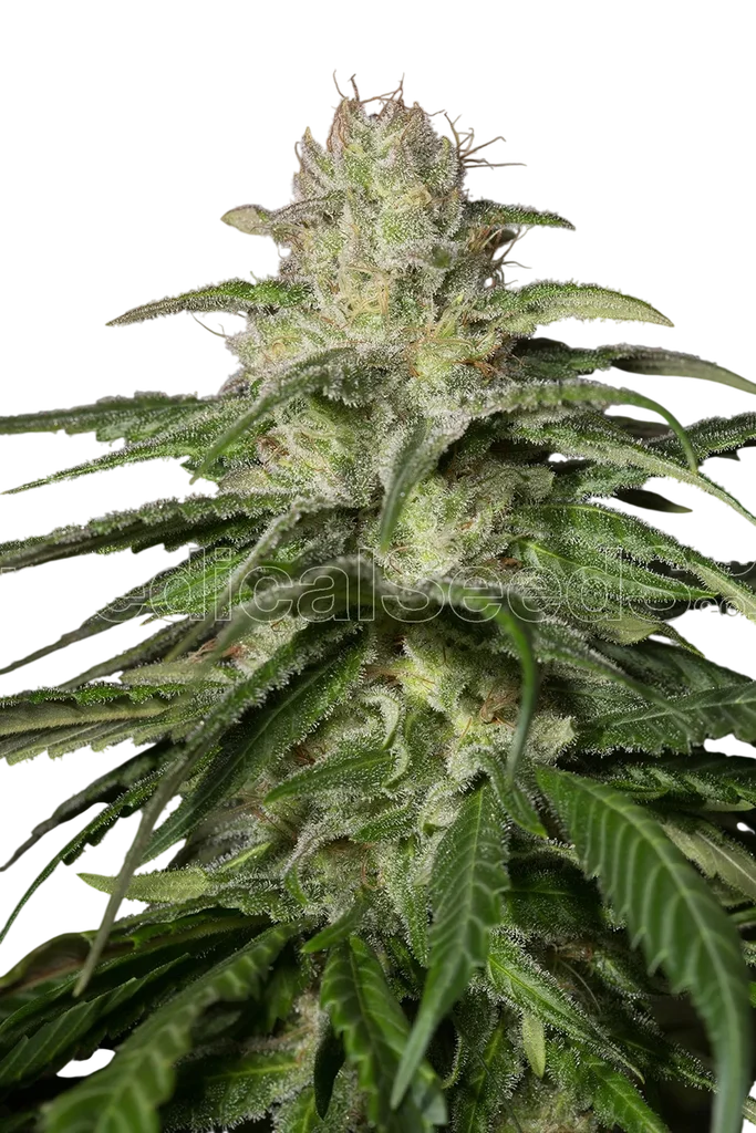 OG Kush CBD – Produktansicht