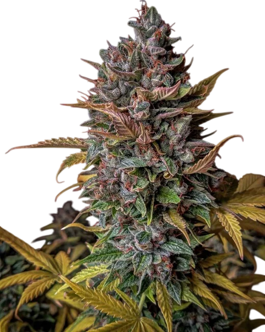 Orange Biscuits Auto – Produktansicht