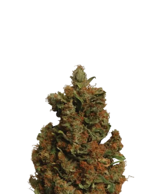 Orange Bud – Produktansicht