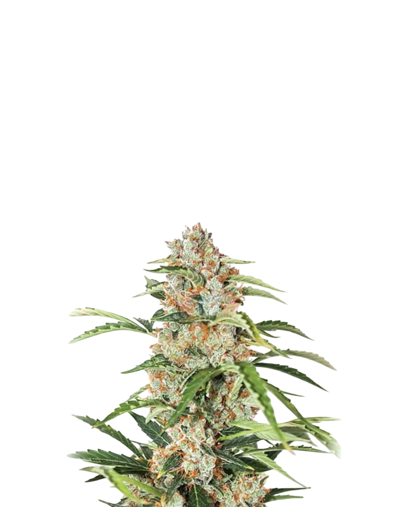 Orange Bud Auto – Produktansicht