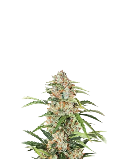 Orange Bud Auto