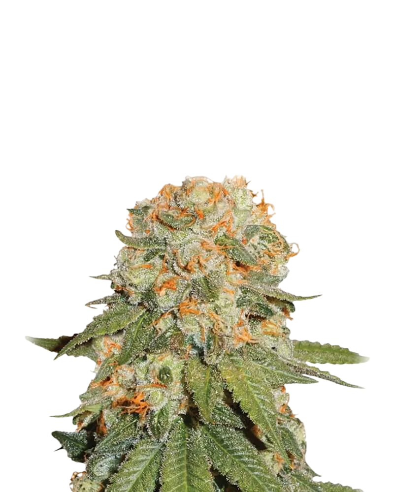 Orange Bud – Produktansicht