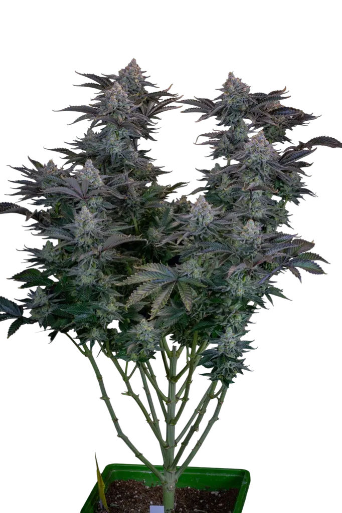 Gorilla Cookies FAST | PHOTOFEM | Fast Buds