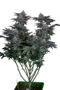 Gorilla Cookies FAST | PHOTOFEM | Fast Buds