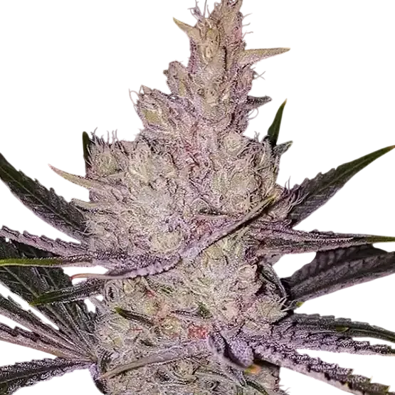 Orange Kush Cake R1 | PHOTOFEM | Ethos Genetics