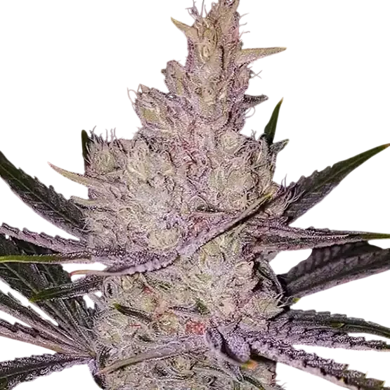 Orange Kush Cake R1 – Produktansicht