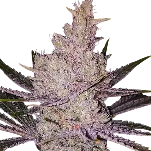 Orange Kush Cake R1