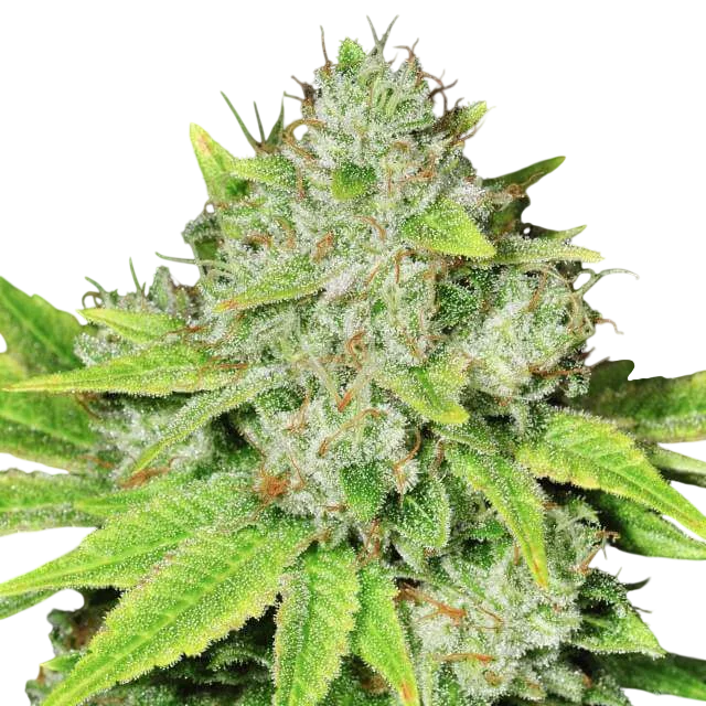 Original Glue Auto | AUTOFEM | Nirvana Seeds