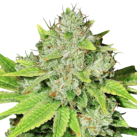 Original Glue – Produktansicht