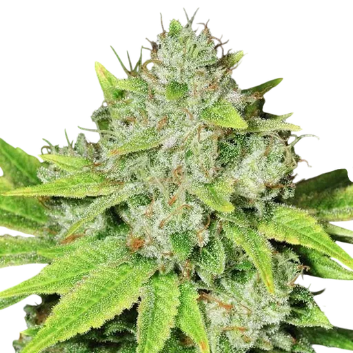Original Glue