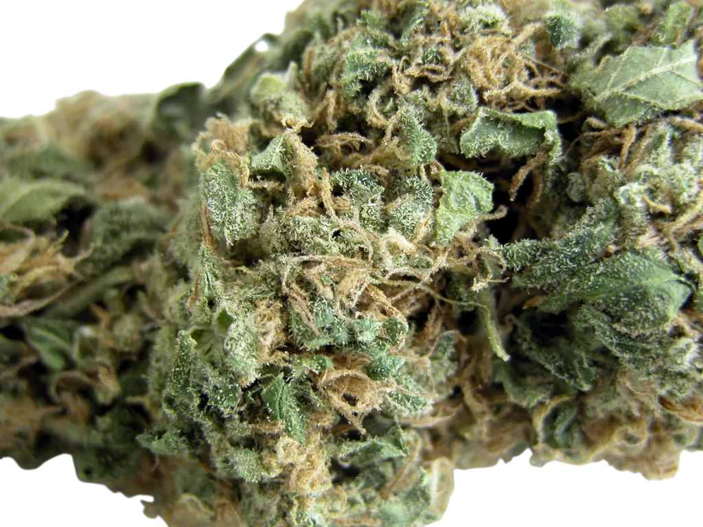 Original Skunk #1 – Produktansicht