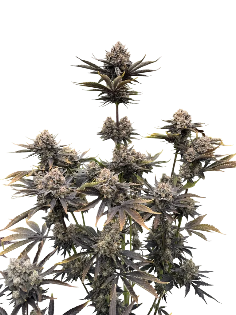 Banana Purple Punch Auto – Produktansicht