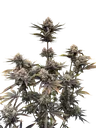 Banana Purple Punch Auto | AUTOFEM | Fast Buds