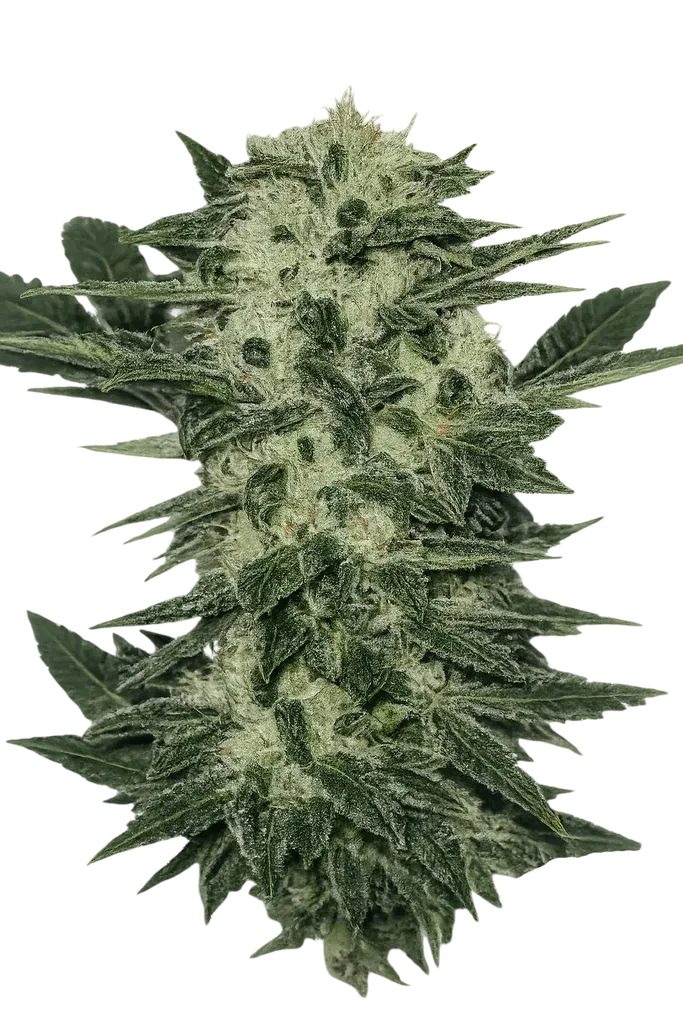 Original Sour Diesel – Produktansicht