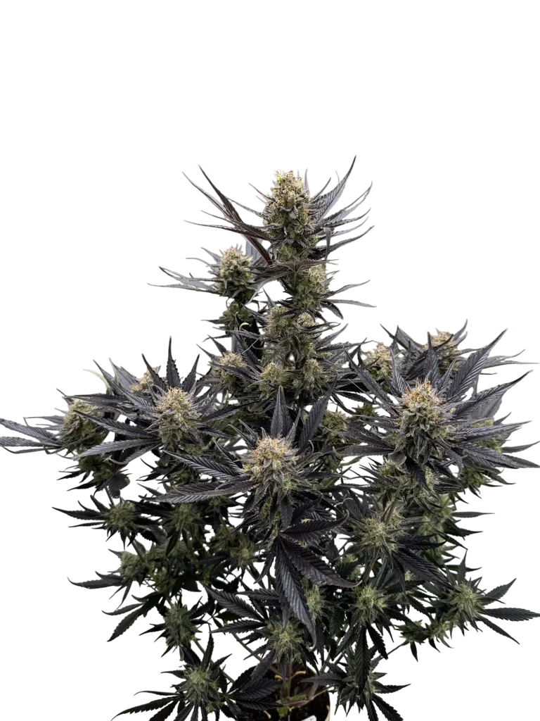 Guava Auto – Produktansicht