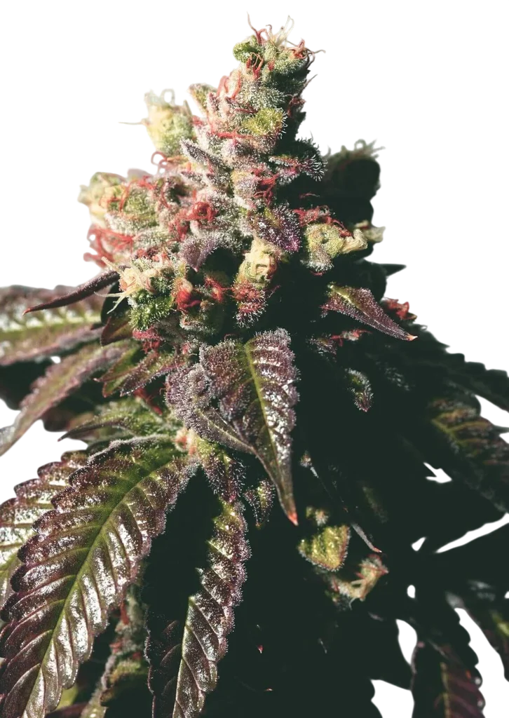 Passion Berry – Produktansicht