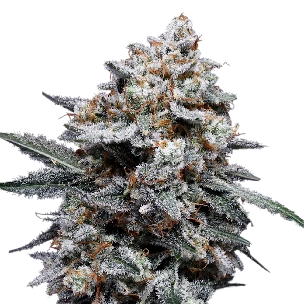 Patrick Swayze Auto | AUTOFEM | DNA Genetics