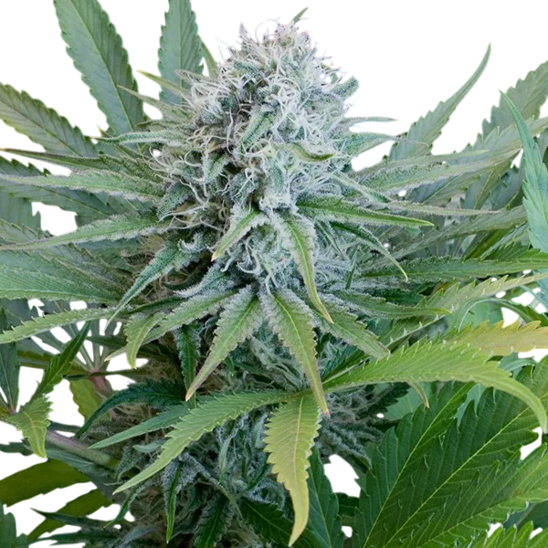 Peach Puree CBD – Produktansicht
