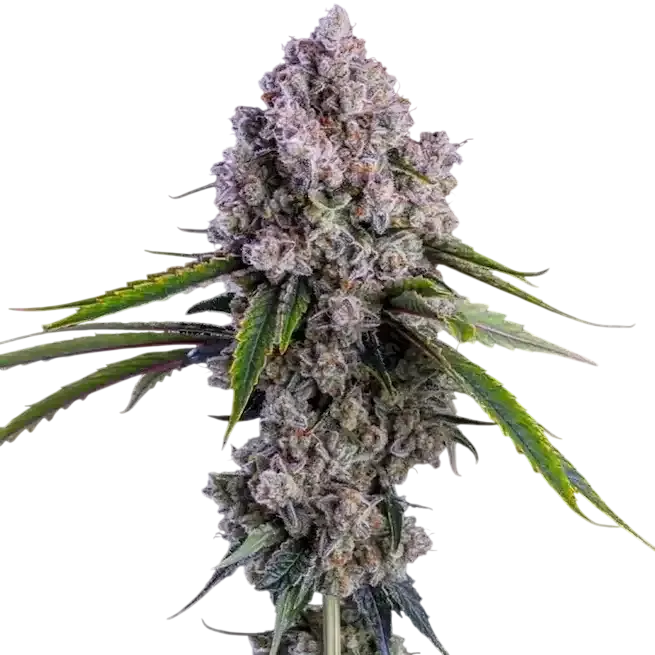 Pepe Silvia R1 | PHOTOFEM | Ethos Genetics
