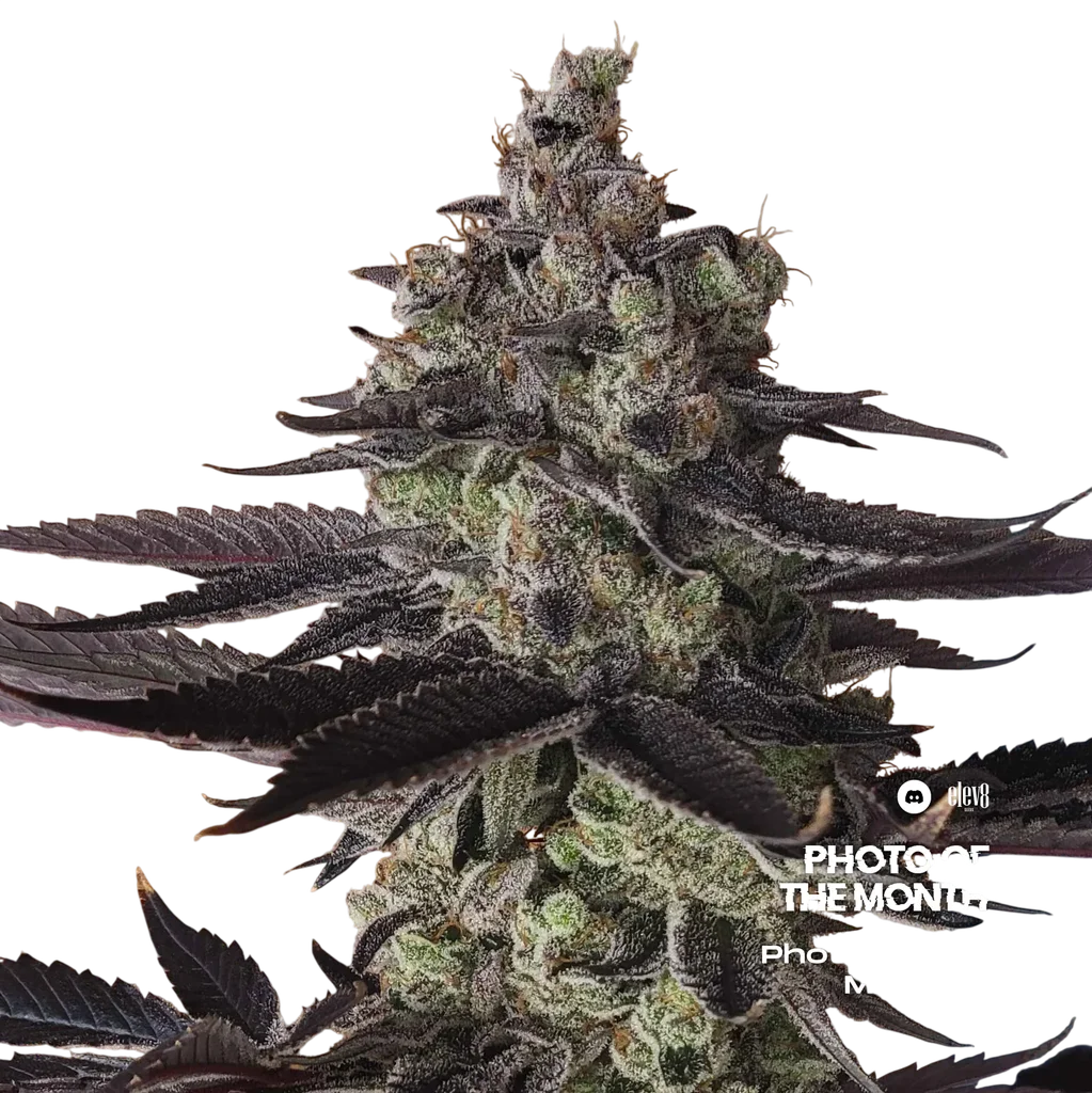 Permanent Pounder – Produktansicht