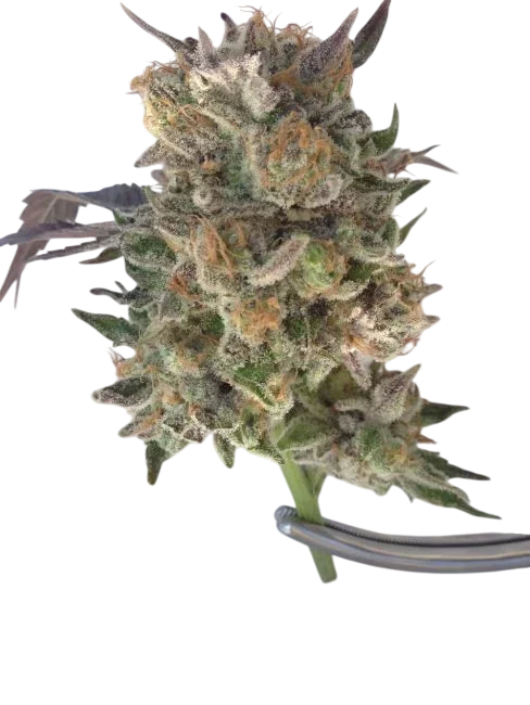 Phantom Kush – Produktansicht