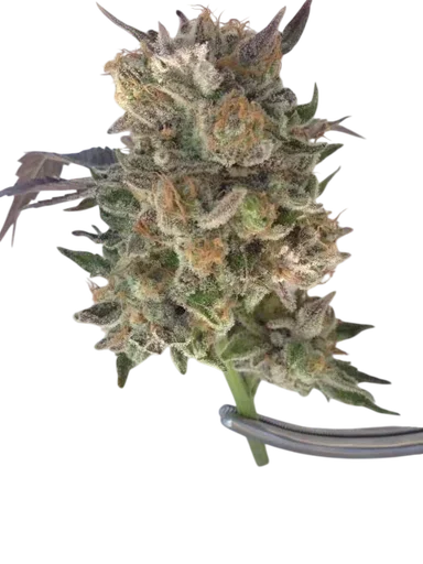 Phantom Kush
