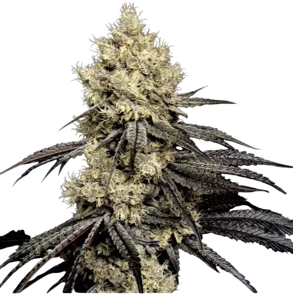 Pillows R1 | PHOTOFEM | Ethos Genetics