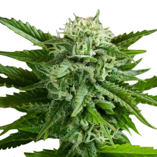 Pineapple Express Auto – Produktansicht