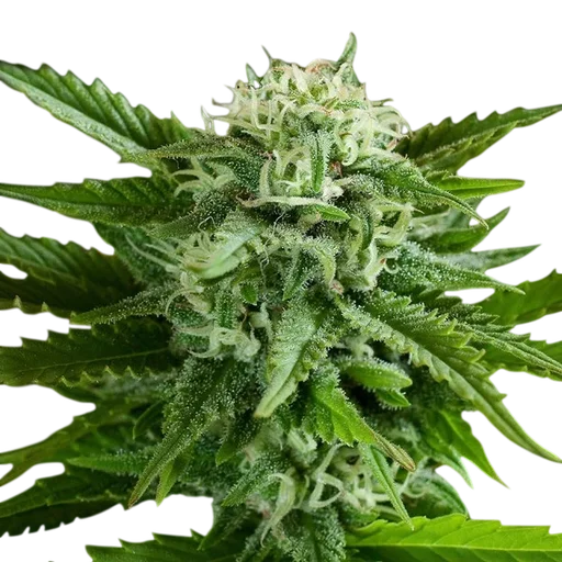 Pineapple Express Auto