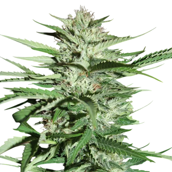 Pineapple Express – Produktansicht