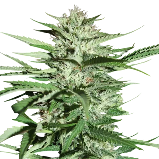 Pineapple Express