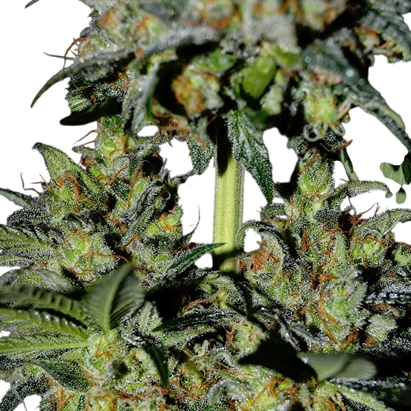 Pineapple Express #2 Auto | AUTOFEM | G13 Labs